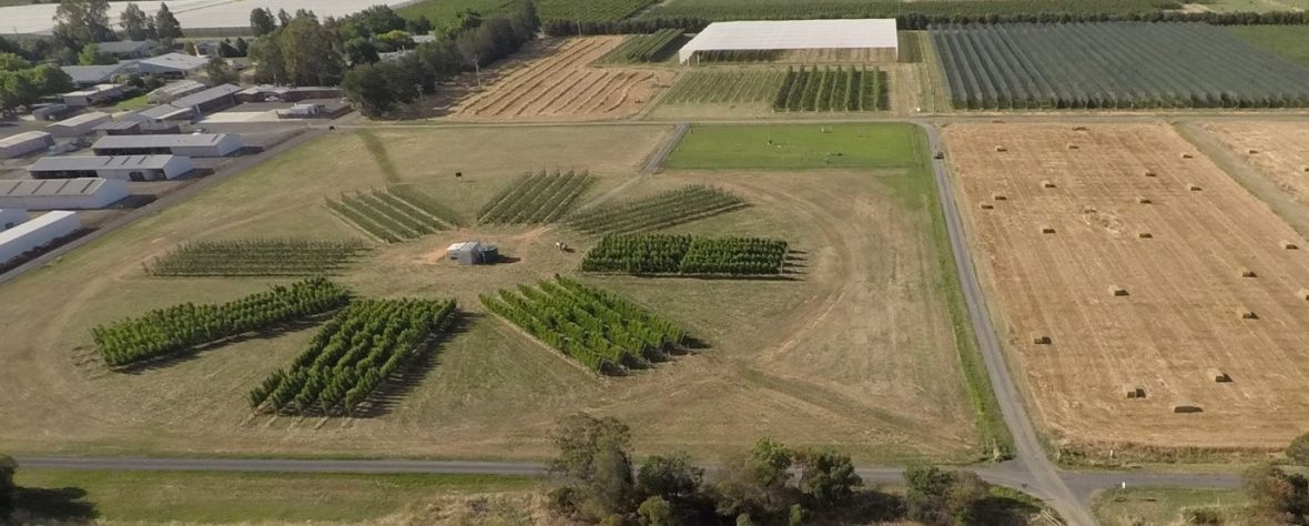 Aerial photo of the Sundial orchard at the Tatura SmartFarm February 2021
