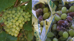 Table grape rot risk assessments at harvest