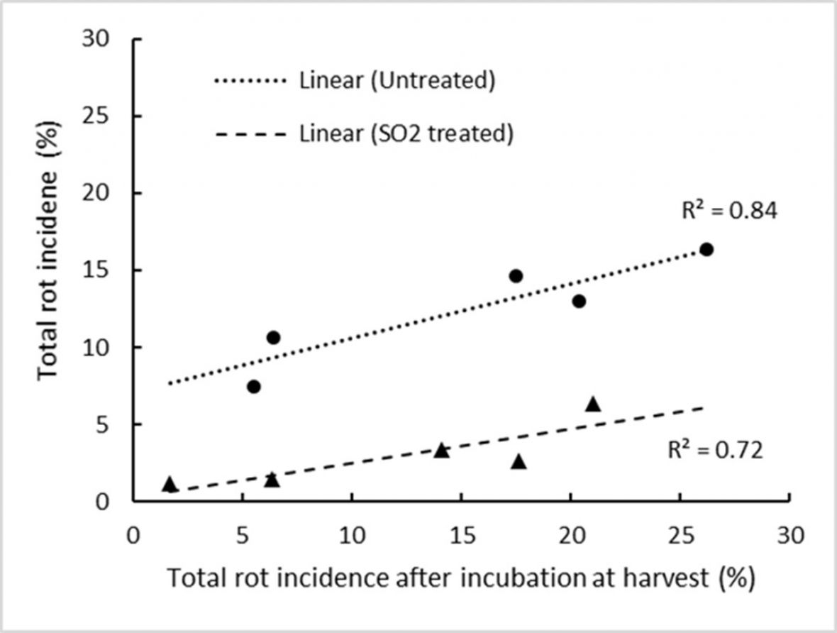 Linear relationship between total rot incidence after cool storage and total incidence at harvest after incubation at 18 °C for 4 days in sulphur-treated and control ‘Luisco’ grapes after cool storage at 2 °C for 25 days. Each point is the mean incidence of infected berries by weight among 10 cartons per plot.