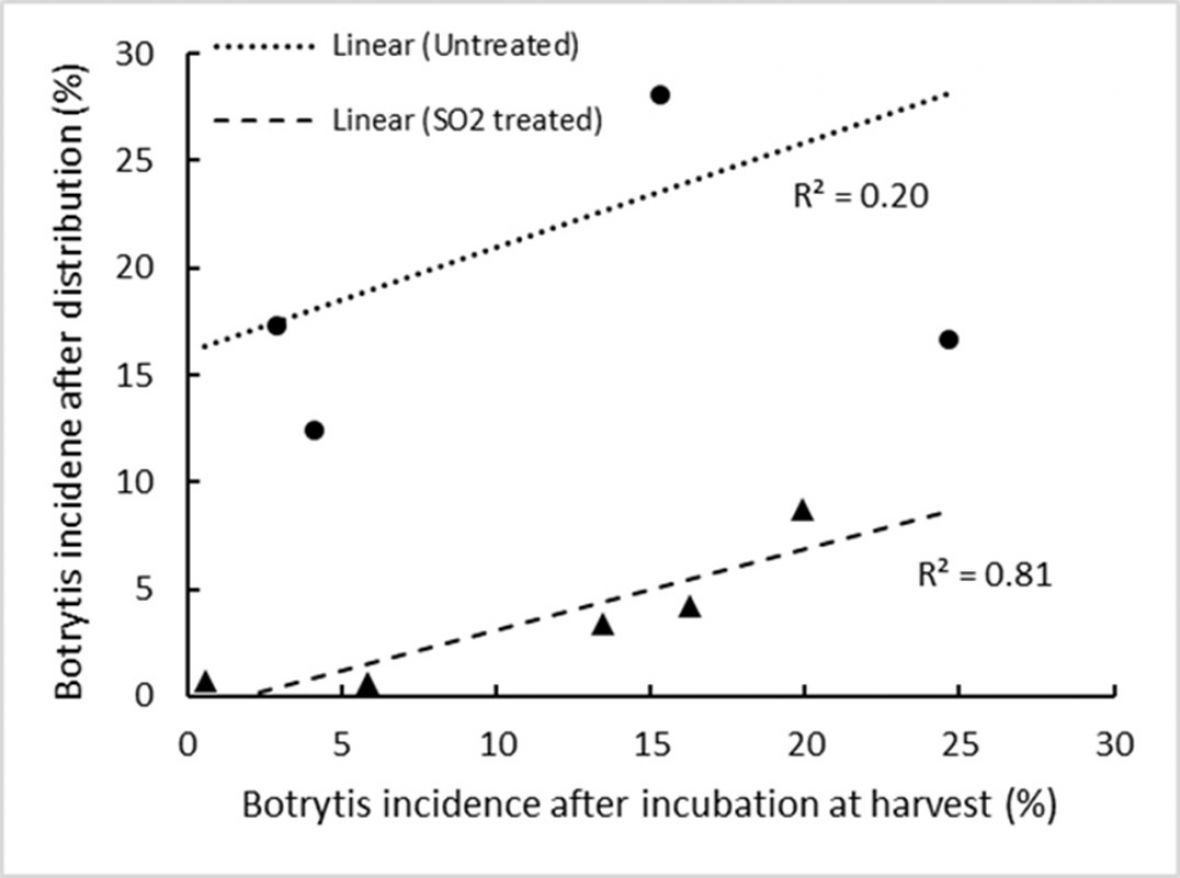 Graph: Linear relationship between botrytis rot incidence after storage and distribution