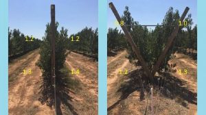 Stonefruit canopy & crop load experiments 