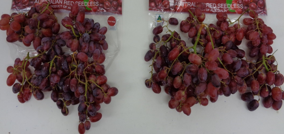 SO2-treated ‘Crimson Seedless’ grape