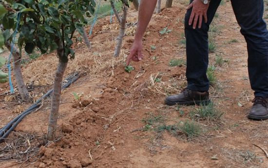 Root Pruning for Pear trees experiment