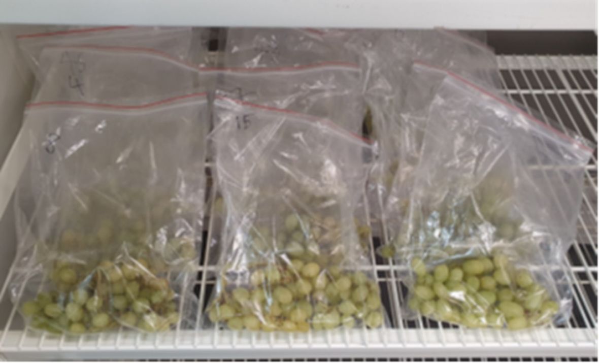 ‘Luisco’ grapes incubated at 18 °C to determine rot risk potential at harvest.