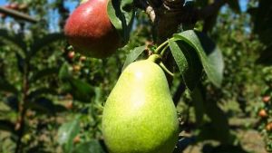 Blush pear colour development