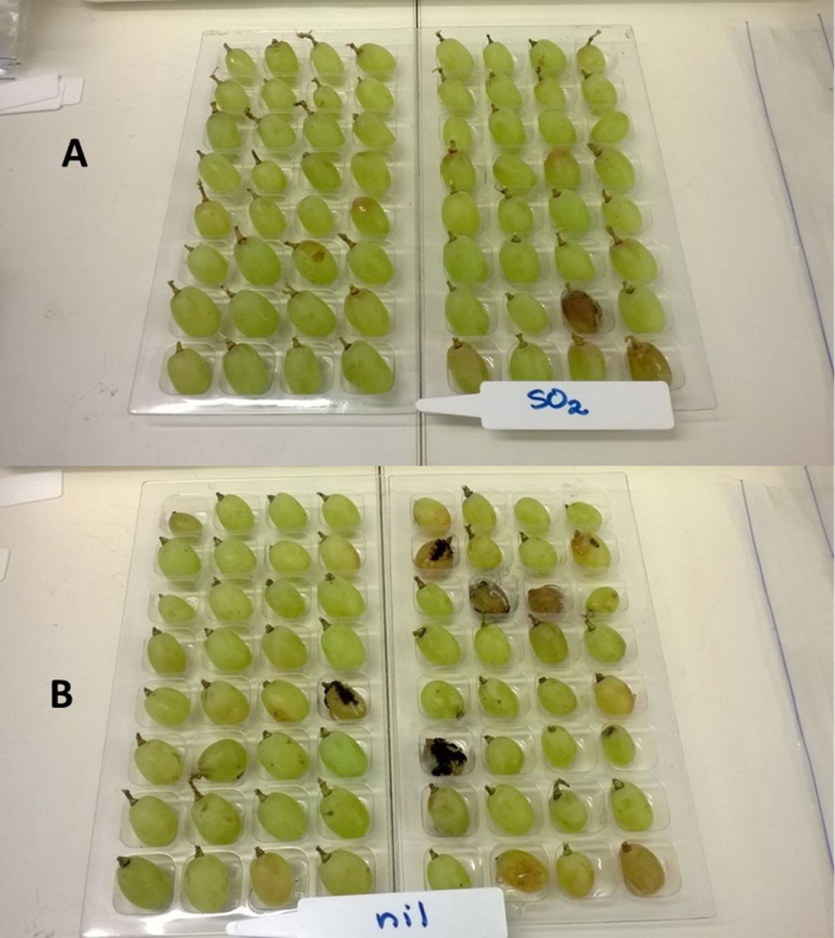 Table grapes on assessment trays comparing SO2 and nil chemical applications 