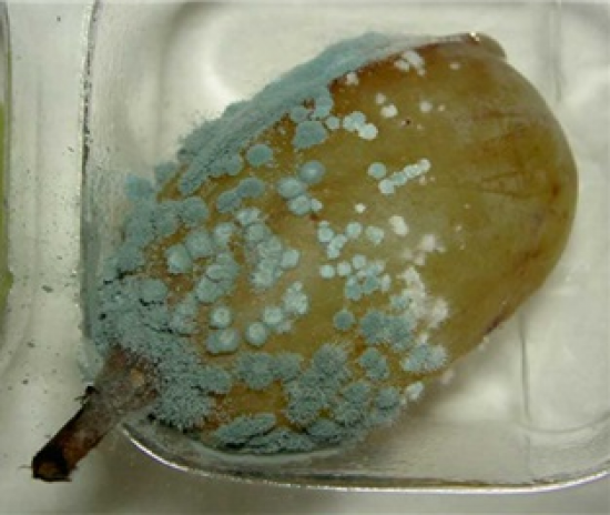  Peniciliium expansum (blue mould) 