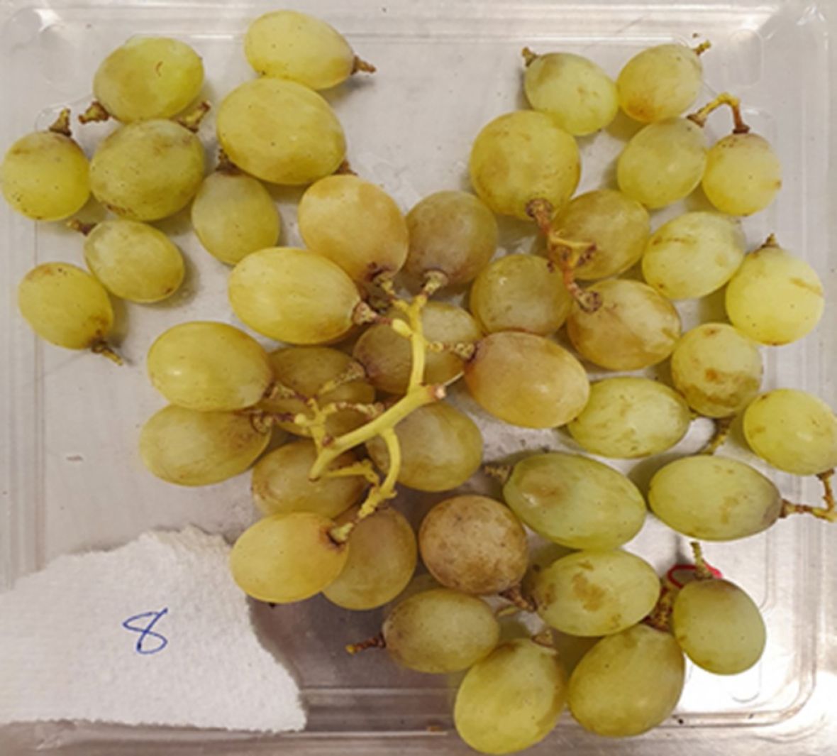 Low to moderate severity latent Botrytis rot among ‘Luisco’ grapes during cool storage.