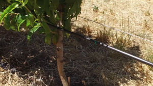 Stonefruit irrigation experiments 