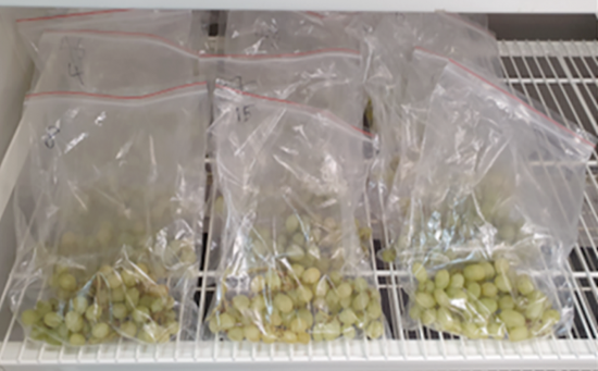 Bagged table grape clusters for rot risk assessments