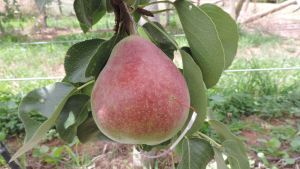 Blush development in pears.    Part 1 - light & temperature