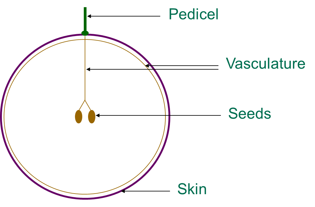 Tannins in grapes and wine Resources Horticulture Industry Network