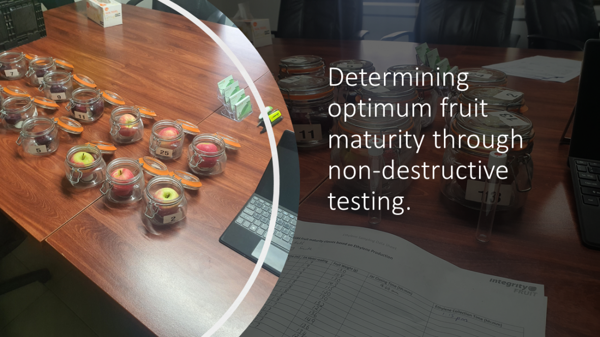 Determining optimum fruit maturity through non-destructive testing.