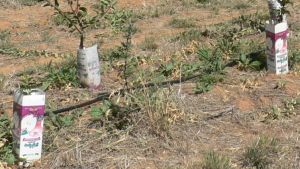 Pear rootstock experiments