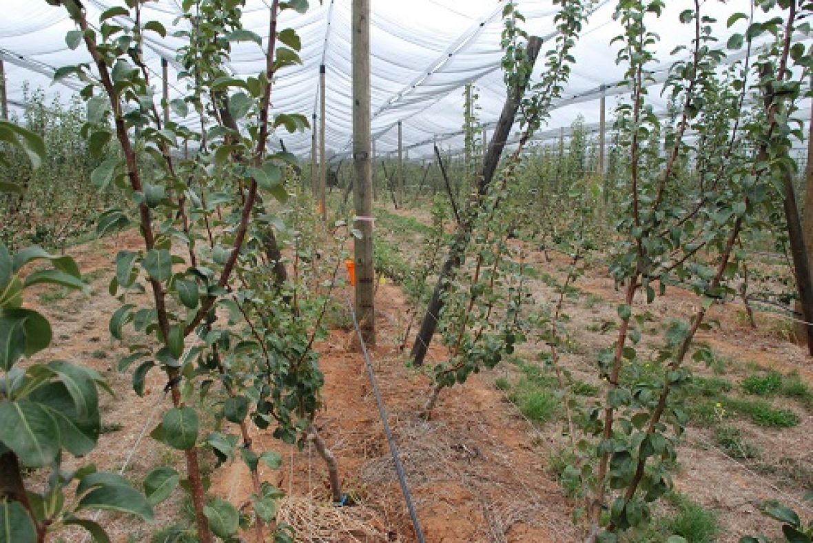 Dr Ian Goodwin at Tatura Pear Field Laboratory with Open Tatura Trellis