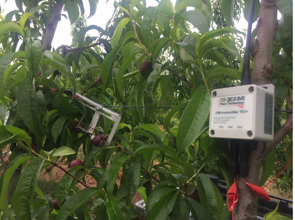 Fruit gauge on ‘September Bright’ nectarines