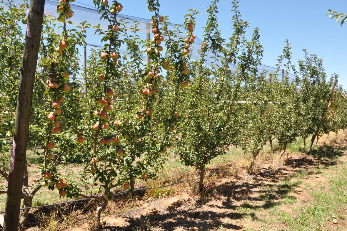 Blush pear ANP-0534 on D6 rootstock on Open Tatura 4 leader planting systems with 1m spacing 