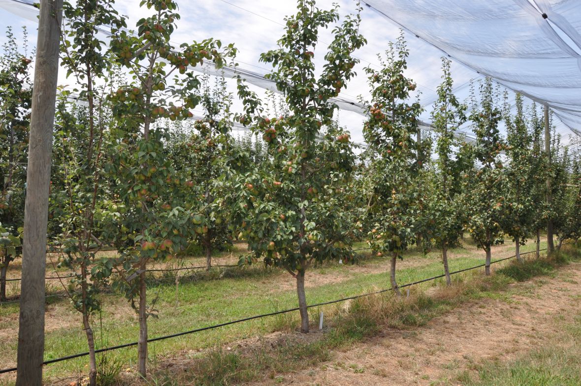 Blush pear traditional central trees