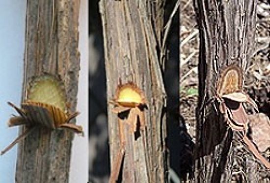 damaged and dead tissue in grapevines