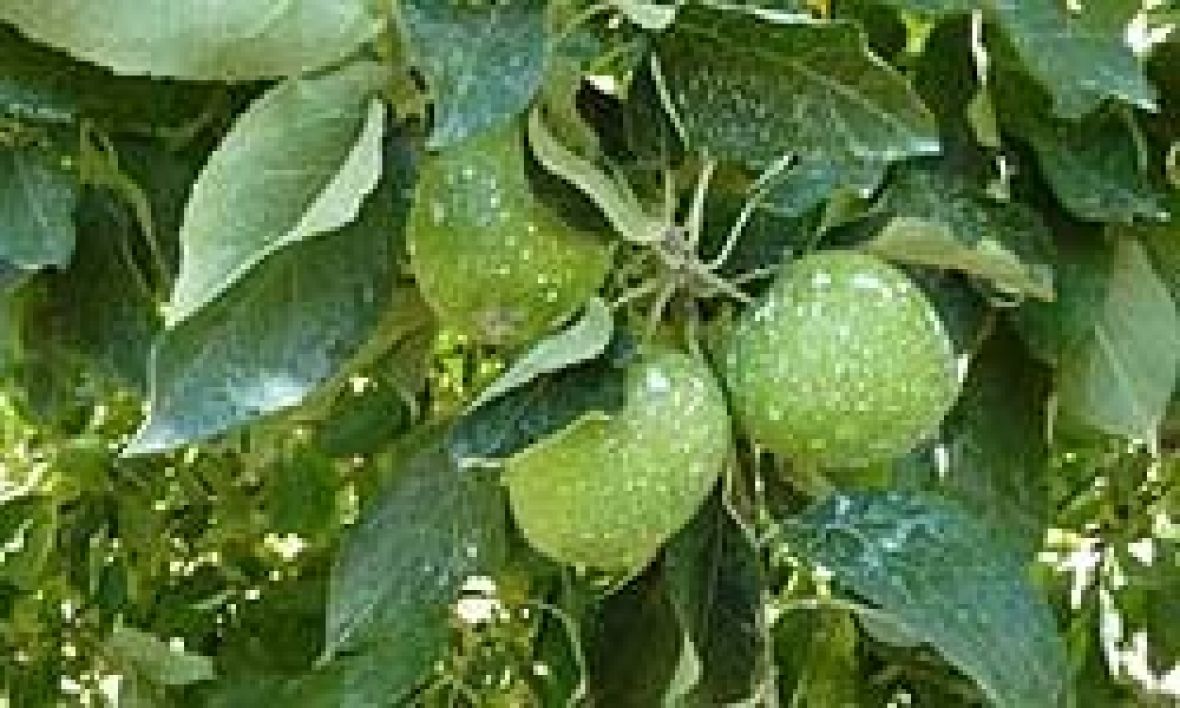 Clay based sun protection apples