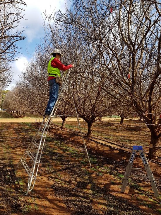 Reseacher Cathy Taylor, on a ladder, busy with spur assessments in winter to determine spur fertility (number of floral buds) and vitality (which spurs survived) of the tagged spurs.