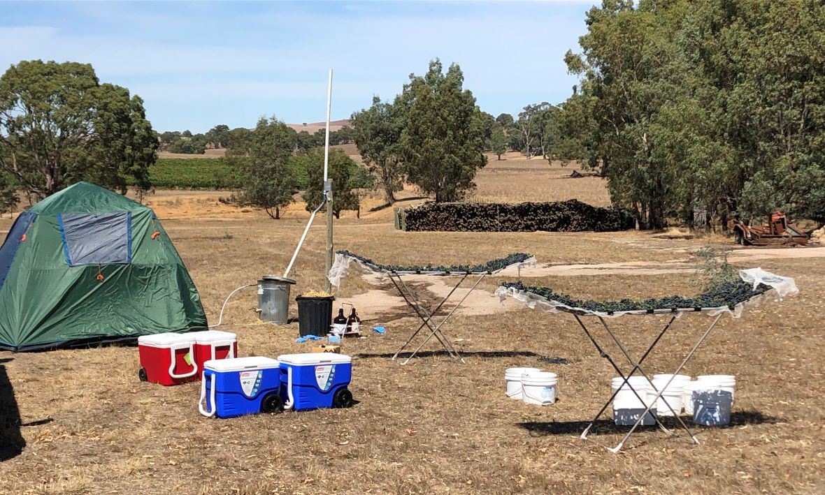 Smoking tents for wine grape smoke impacts, part of an Australian wine Research Institute project