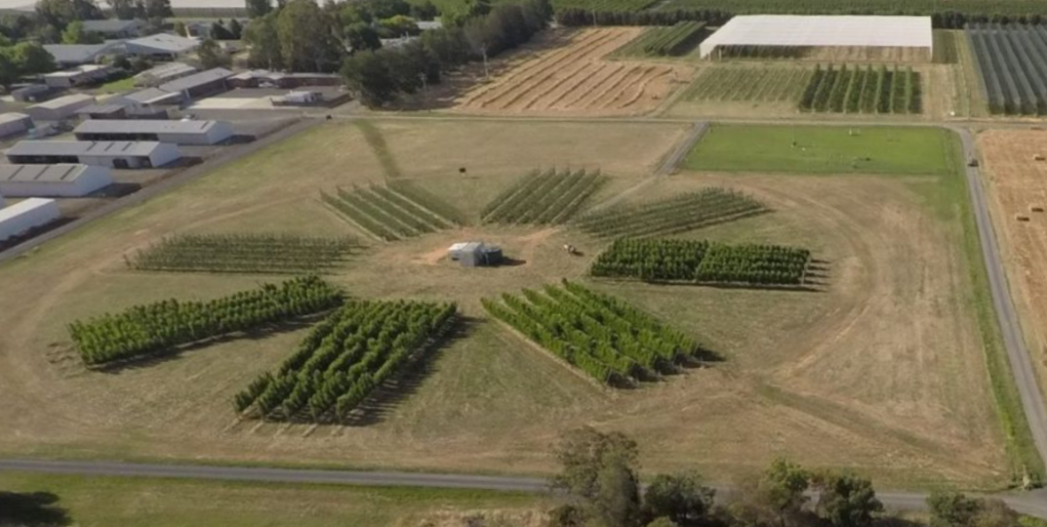 Aerial photo of the Sundial orchard at the Tatura SmartFarm February 2021