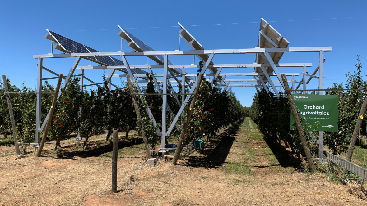 Solar panels above trees in a pear orchard at the Tatura SmartFarms