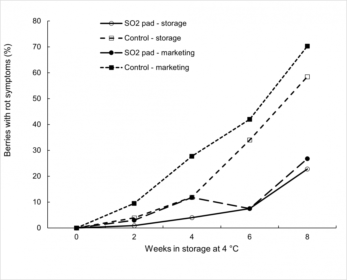 Effect of SO2 treatment, storage duration at 4 °C, and marketing for 3 days at 18 °C on bunch rot incidence in ‘Thompson Seedless’ grapes with each mean based on four replicate cartons. 