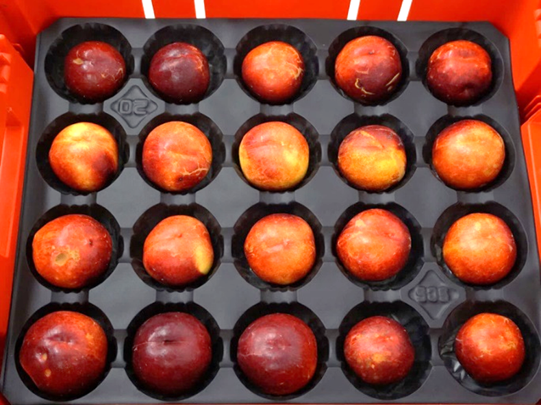 September Bright Nectarines in a tray for harvest assessments