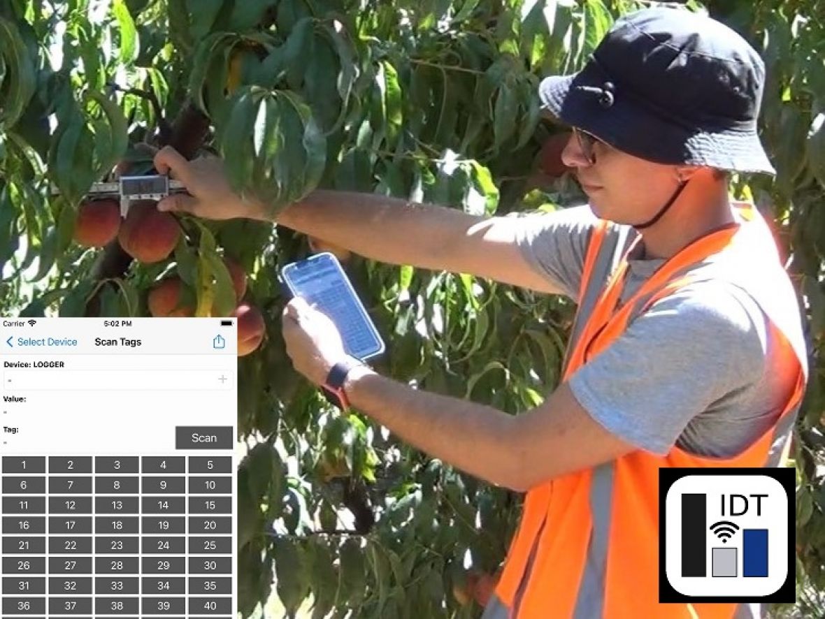 Digital Bluetooth calipers for measuring fruit