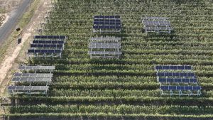 Solar Panels in Orchards – research from the Tatura SmartFarm