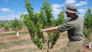 Peach & Nectarine canopies for mechanical pruning & harvesting