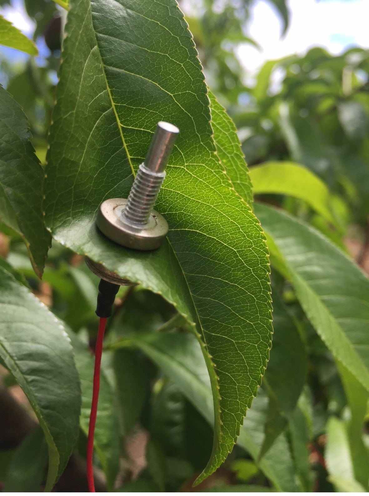 Leaf turgor pressure probe