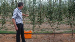 Pear planting systems experiments