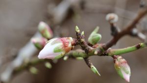 Spur dynamics - almonds