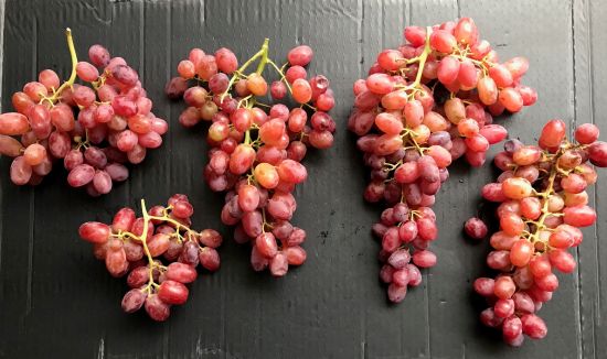 Red Table grapes