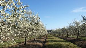 Spray thinning for crop load management of fresh market plums
