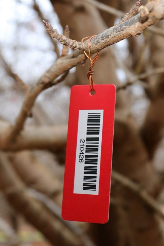  A tagged dormant spur. More than 1,000 such spurs were tagged and their behaviour followed over multiple seasons if possible. Finding tagged spurs when the trees were in full leaf was challenging.