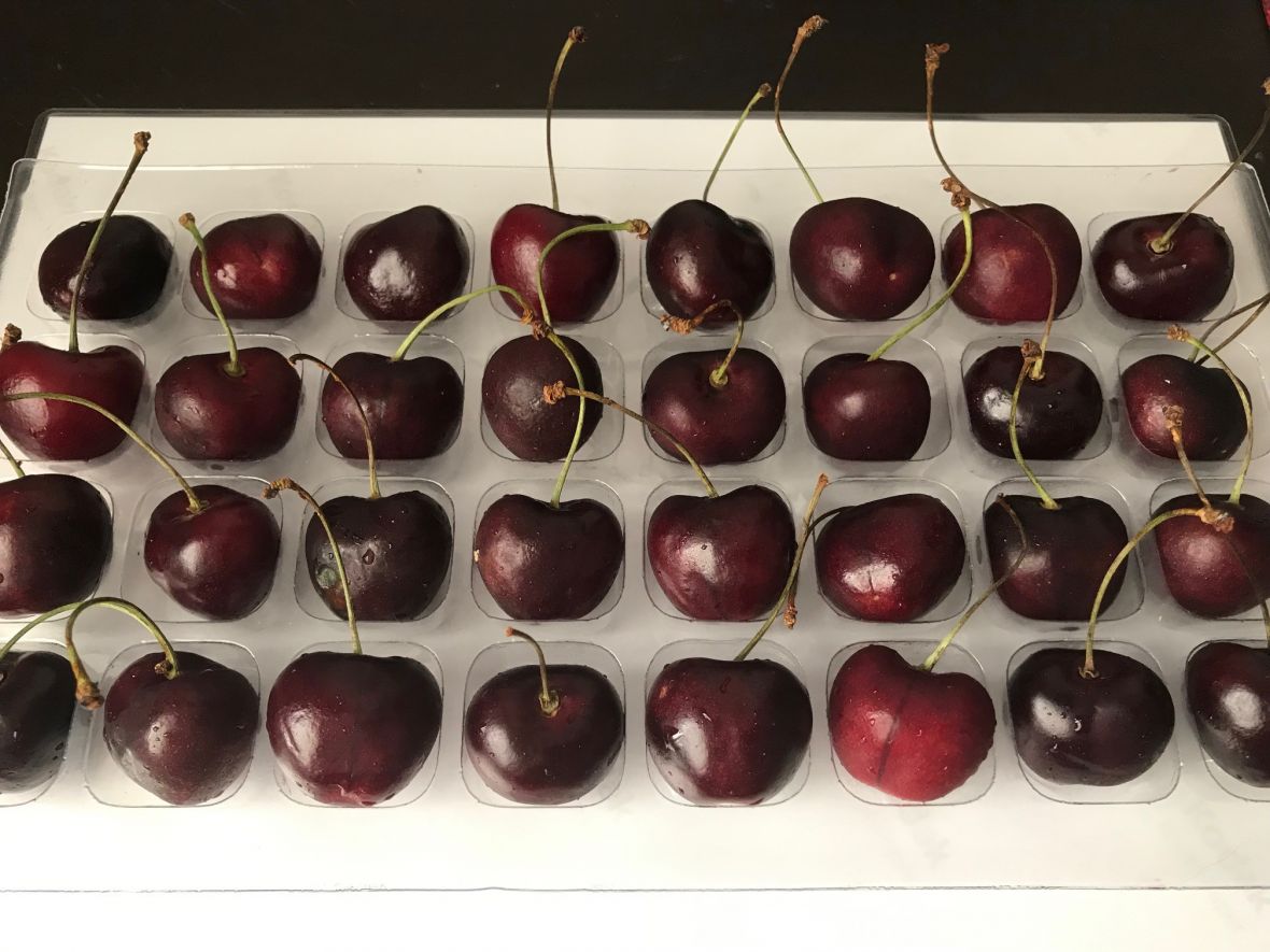 Cherry Quality Assurance check by Glenn Hale Ag Vic