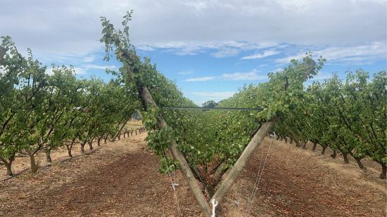 Summerfruit trees on Tatura trellis 2024