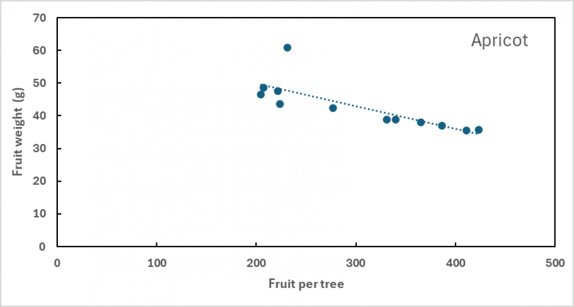 Apricot fruit weight versus fruit per tree