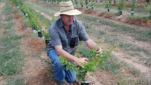 Stonefruit rootstock experiments