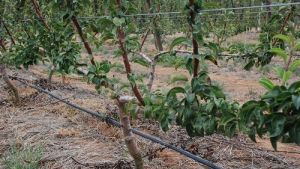 Pear cordon tree training demonstrations