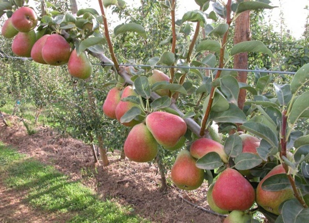 Blush pears