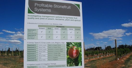Profitable Stonefruit Systems at the Stonefruit Research Orchard