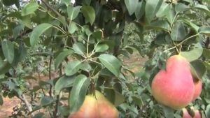 Fruit Bud Development