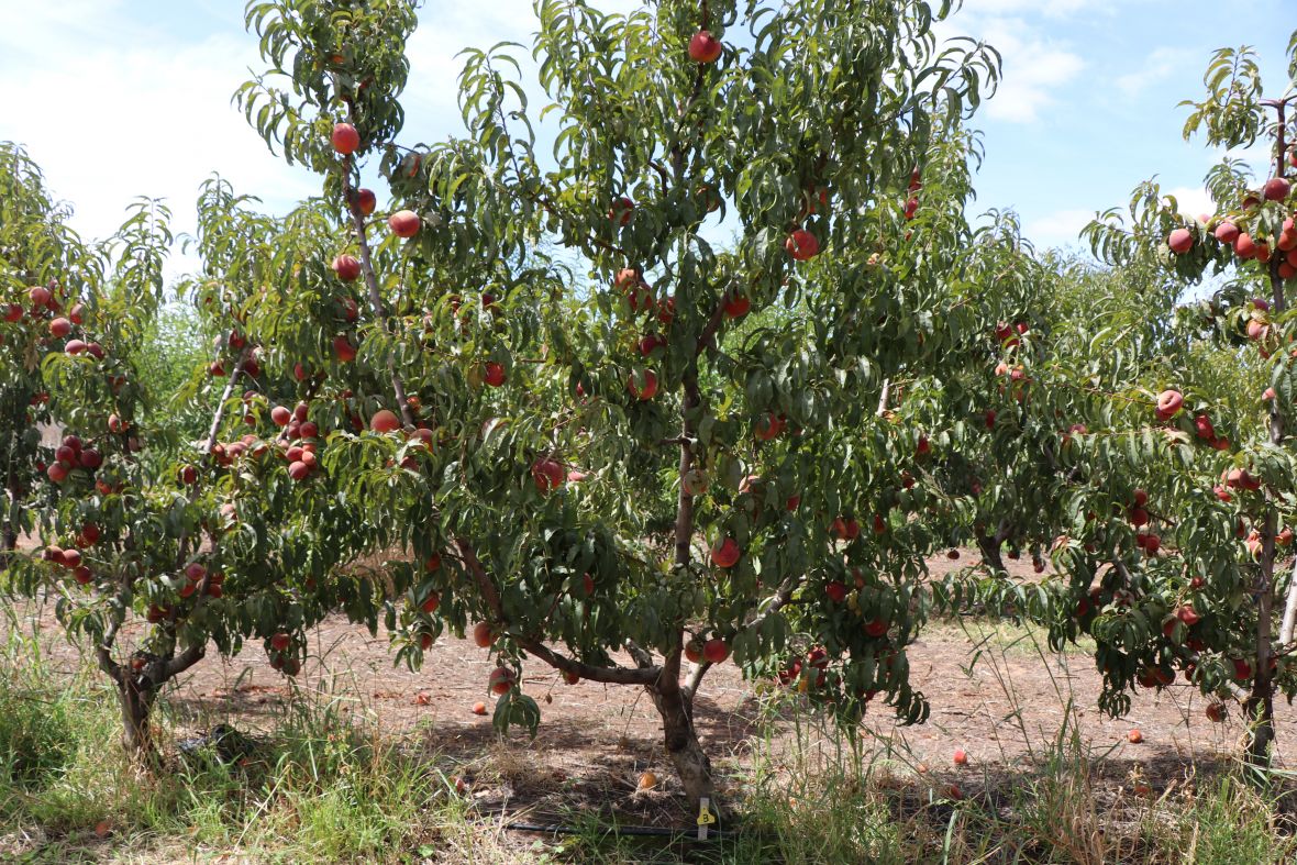 B Peach Elberta rootstock