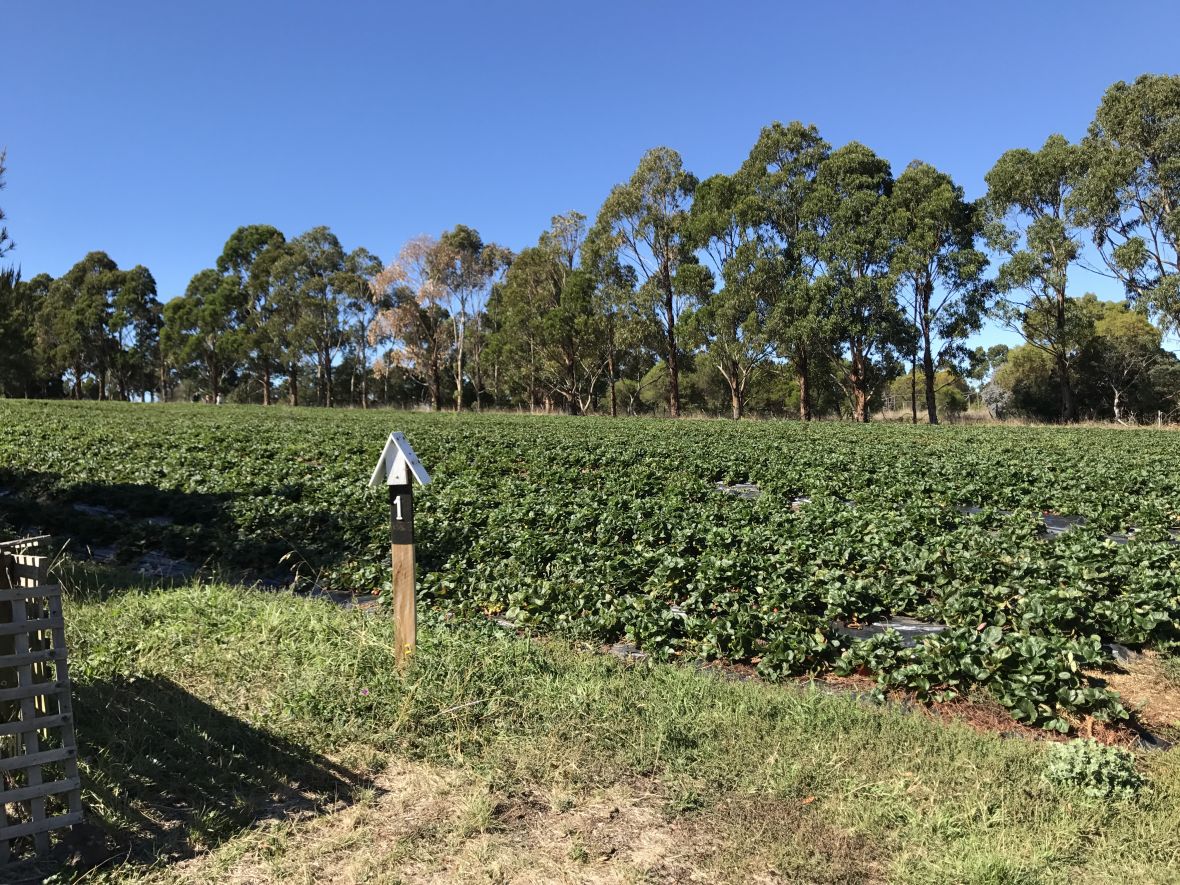 Pick your own strawberries Sorell