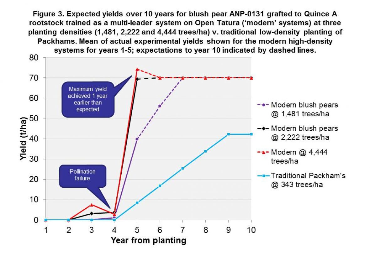 Expected yields over 10 years for blush pear cultivar ANP-0131 on Quince A rootstock trained as a multi-leader system for 3 planting densities versus traditional plantings.